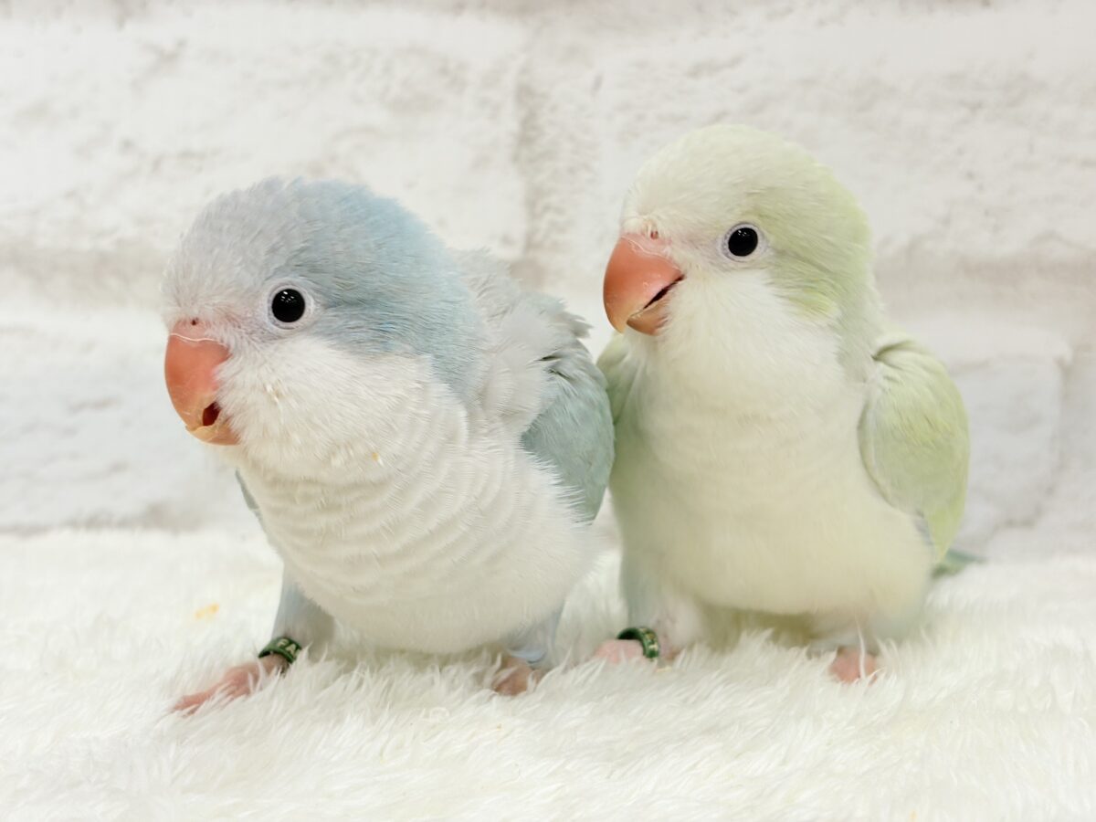 オキナインコ