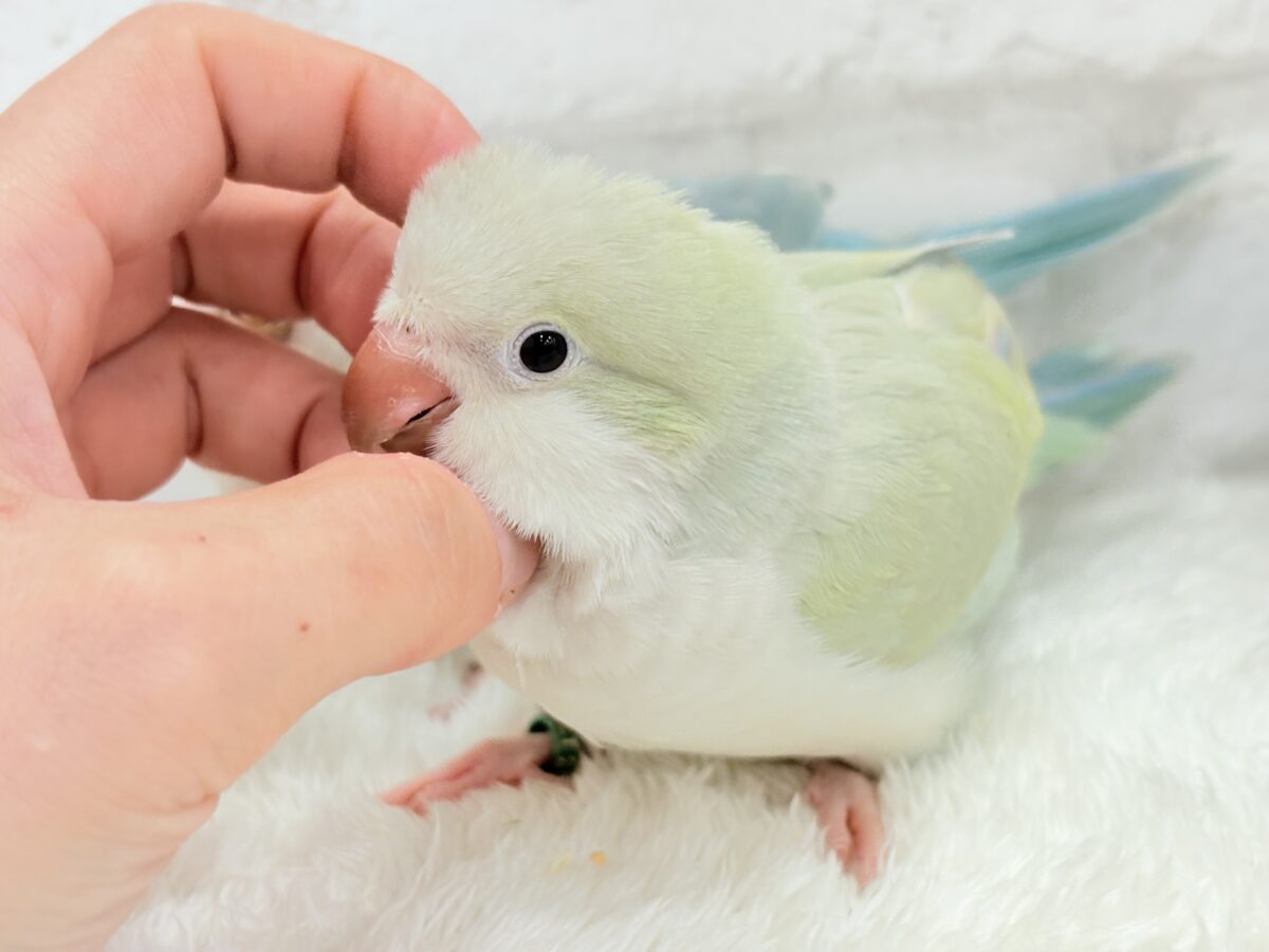 【最新画像更新🪄】淡い淡い禁断の果実🐣🍏オキナインコ(アクアブルーパリドイノ) ヒナ オキナインコ