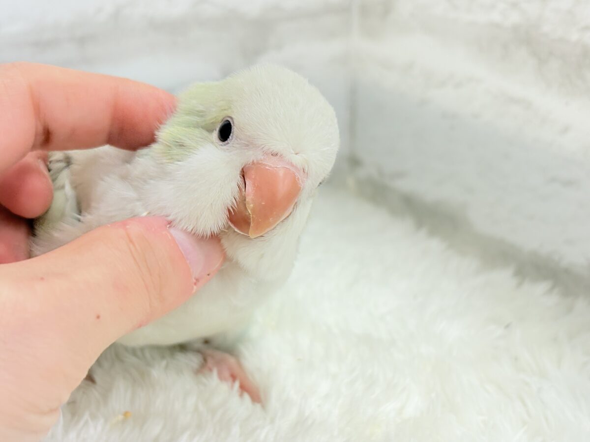 【最新画像更新🪄】淡い淡い禁断の果実🐣🍏オキナインコ(アクアブルーパリドイノ) ヒナ オキナインコ