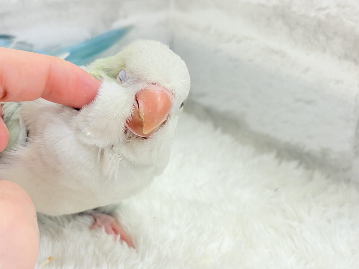 【最新画像更新🪄】淡い淡い禁断の果実🐣🍏オキナインコ(アクアブルーパリドイノ) ヒナ オキナインコ