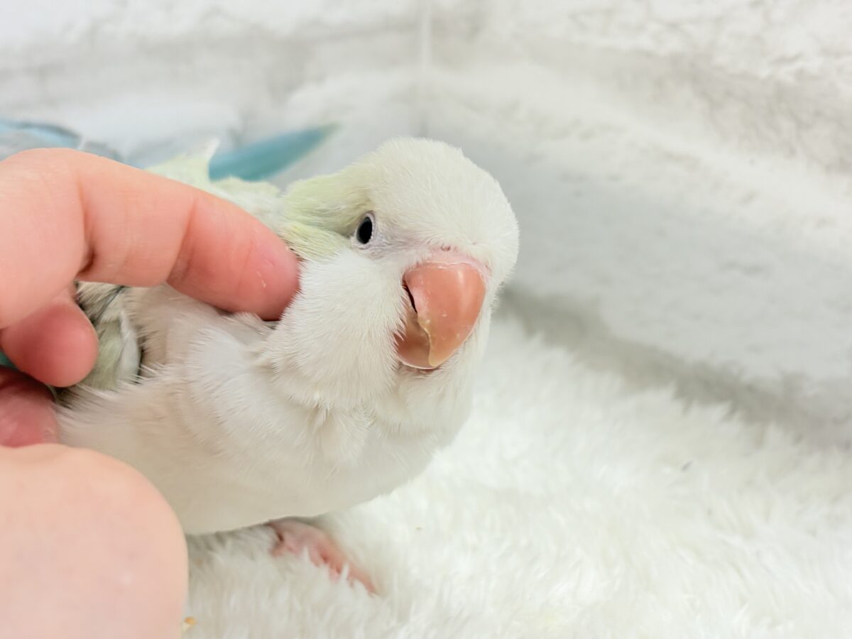 オキナインコ