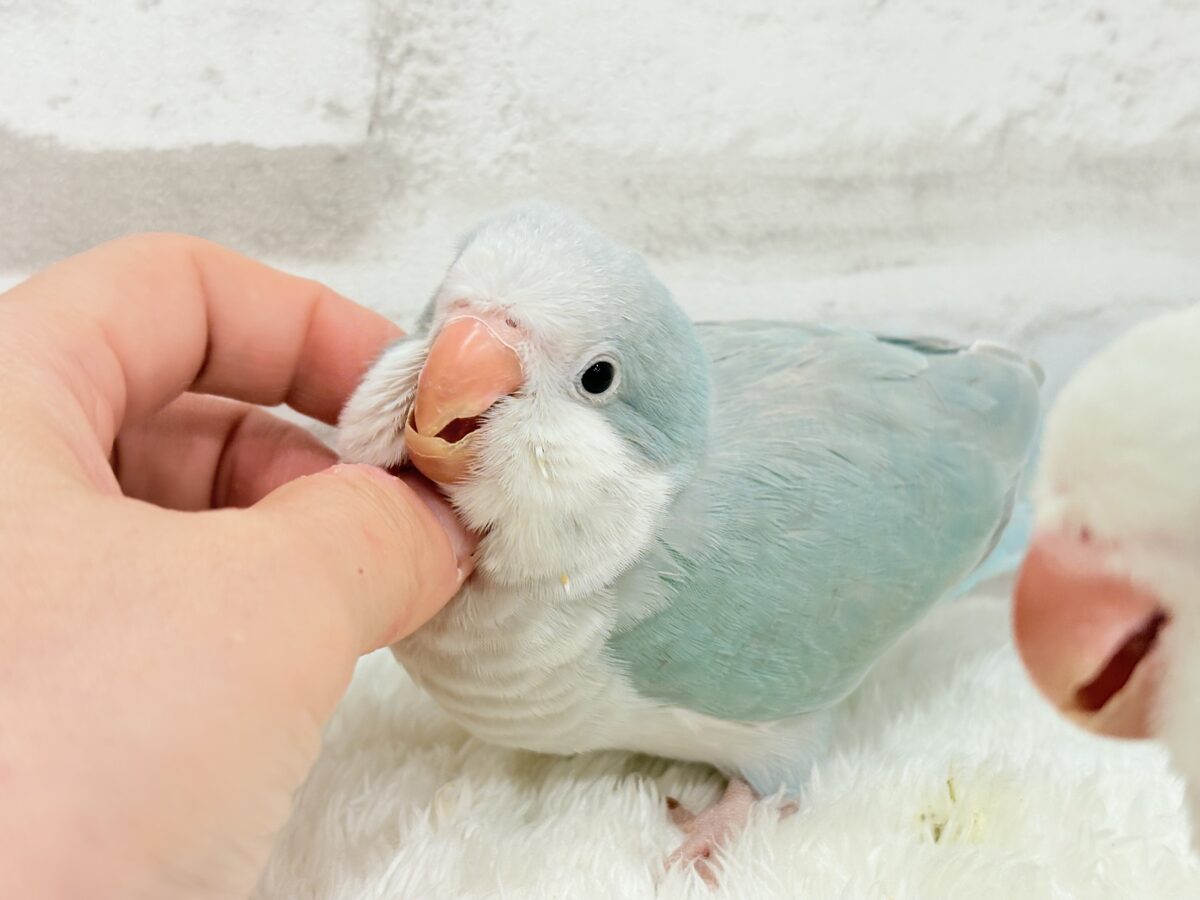 オキナインコ