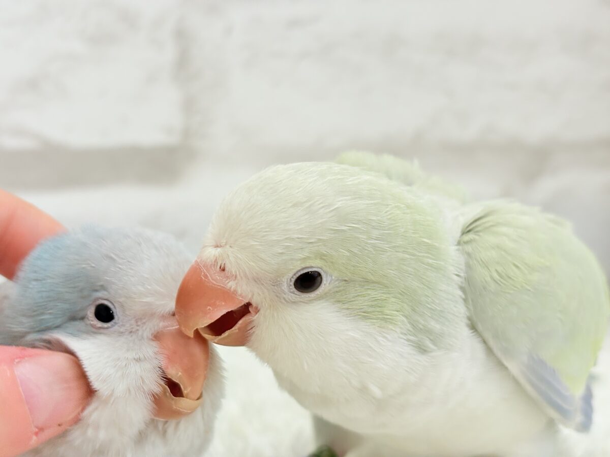 オキナインコ