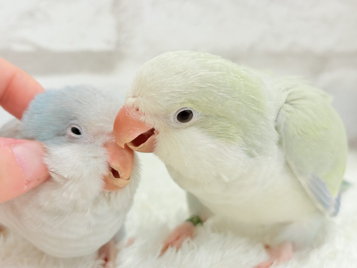 オキナインコ