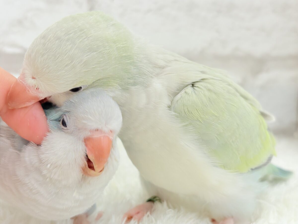 【最新画像更新🪄】淡い淡い禁断の果実🐣🍏オキナインコ(アクアブルーパリドイノ) ヒナ オキナインコ