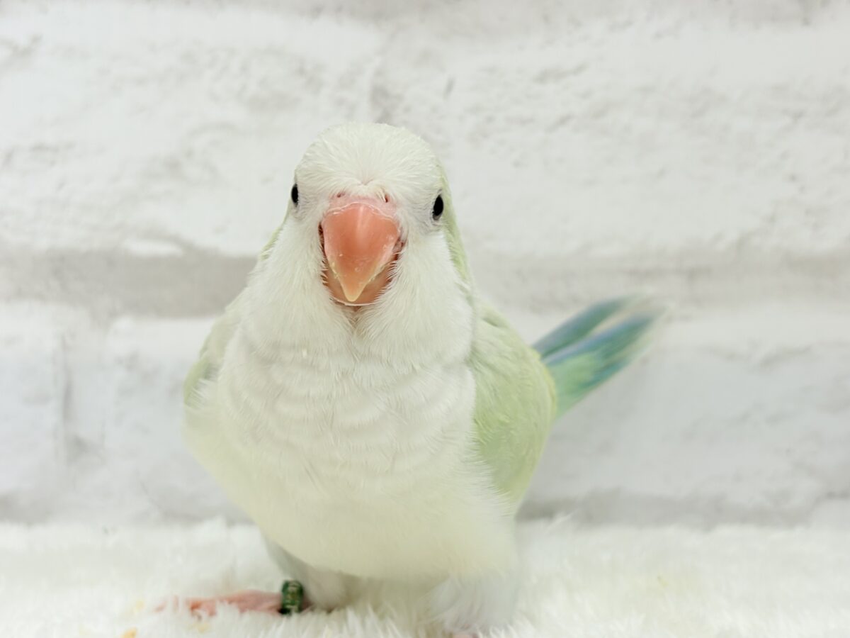 オキナインコ