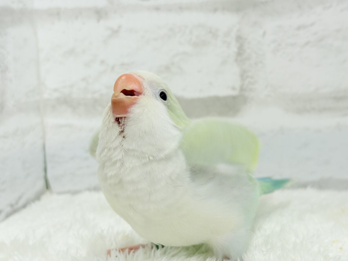 オキナインコ
