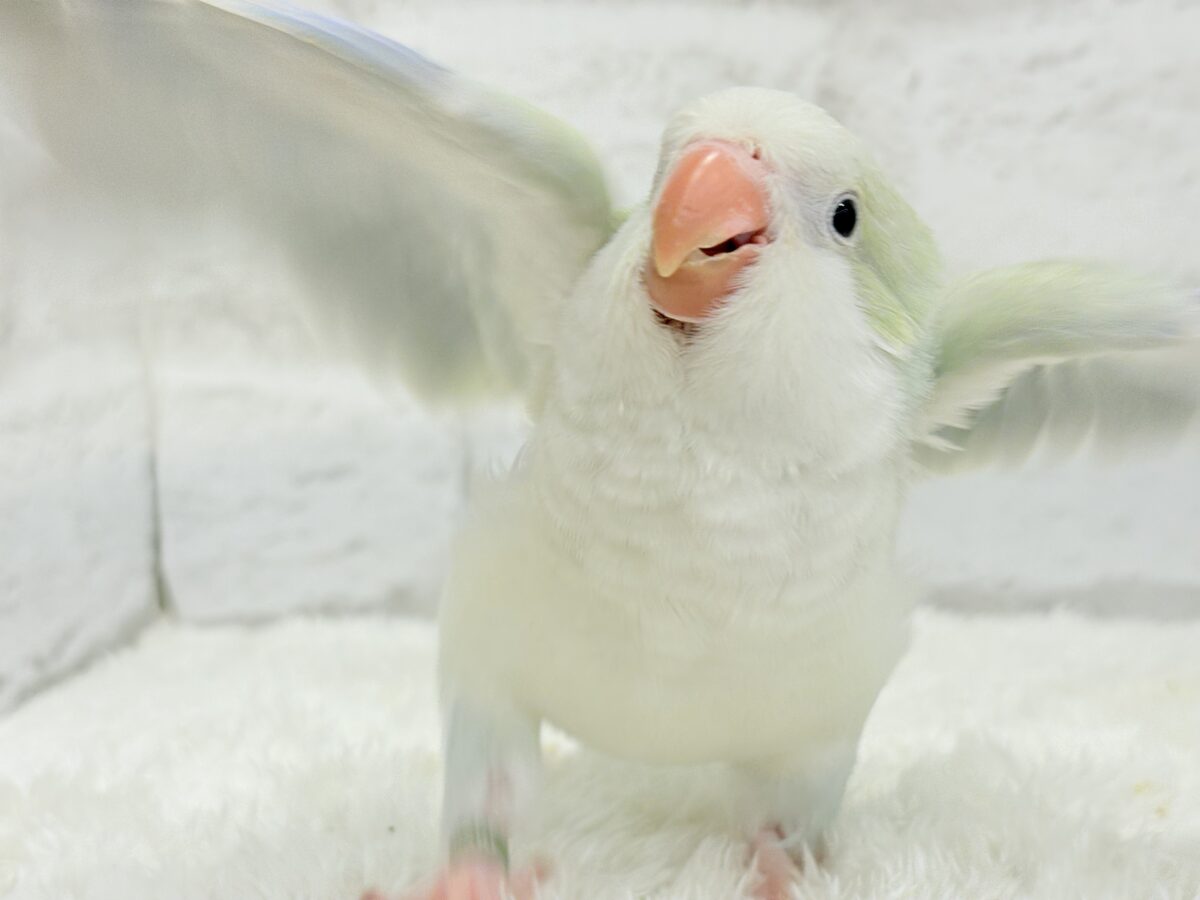 【最新画像更新🪄】淡い淡い禁断の果実🐣🍏オキナインコ(アクアブルーパリドイノ) ヒナ オキナインコ