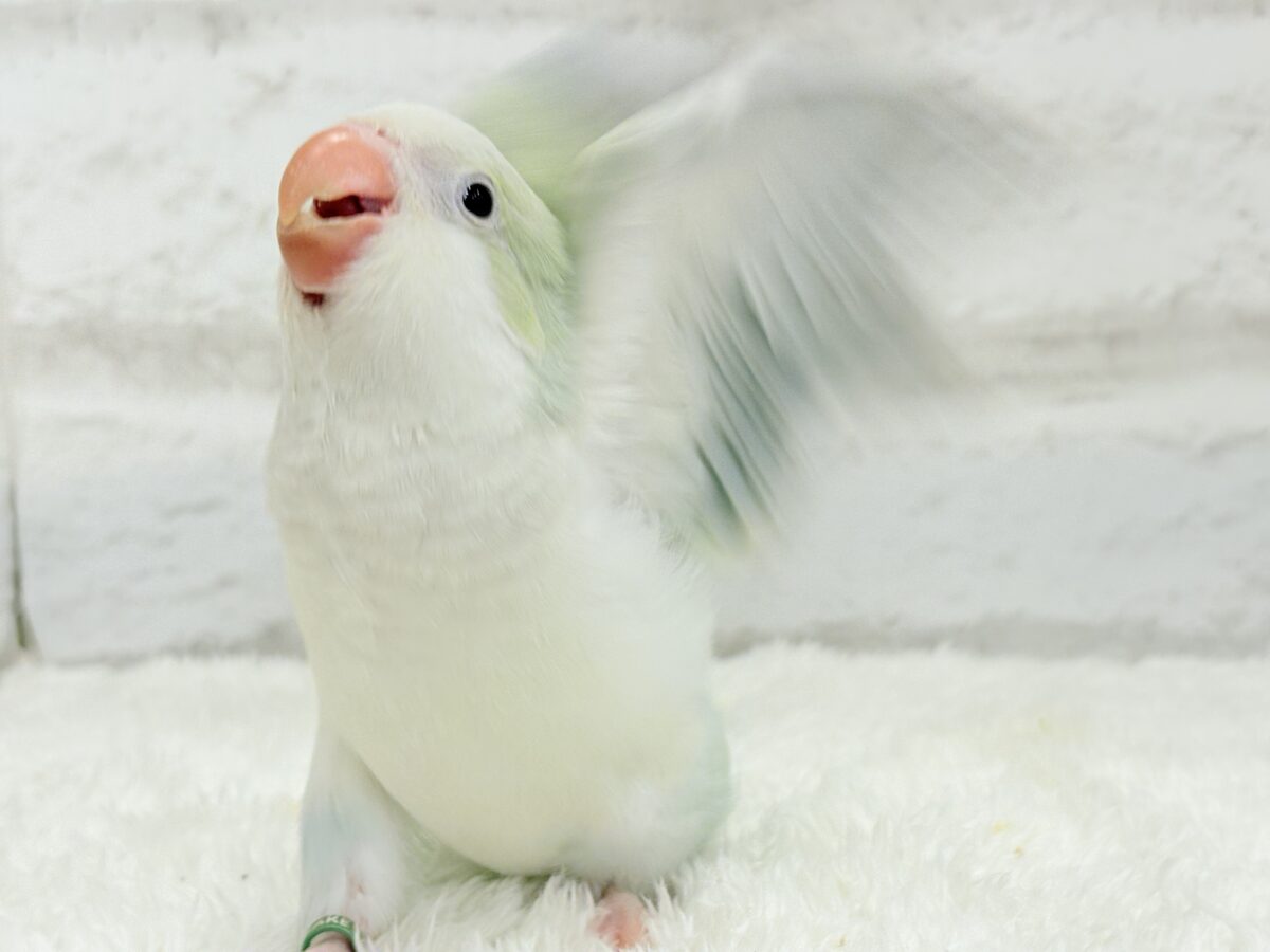 【最新画像更新🪄】淡い淡い禁断の果実🐣🍏オキナインコ(アクアブルーパリドイノ) ヒナ オキナインコ
