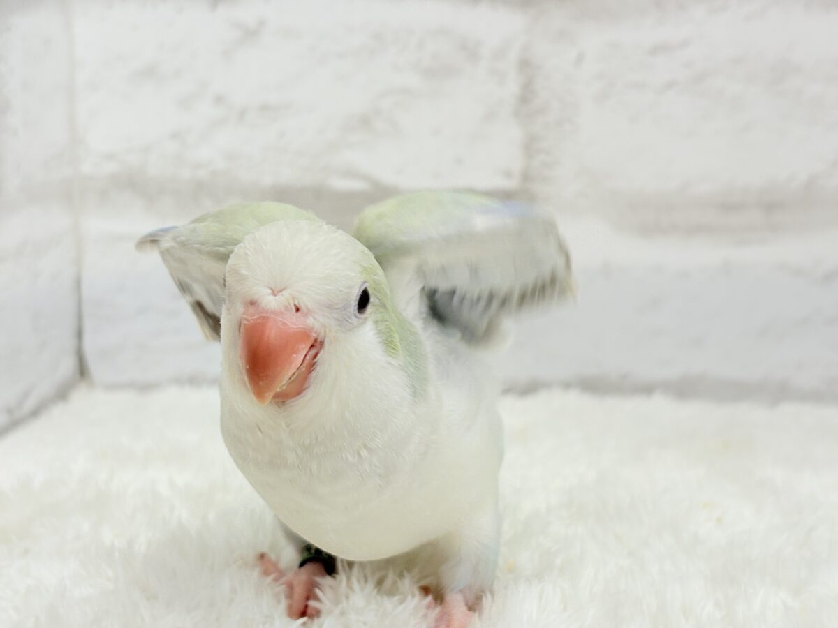 オキナインコ