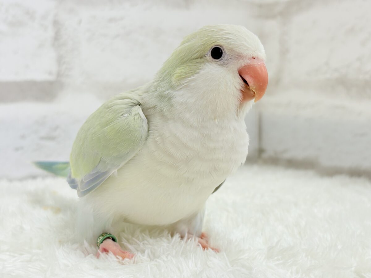 【最新画像更新🪄】淡い淡い禁断の果実🐣🍏オキナインコ(アクアブルーパリドイノ) ヒナ オキナインコ