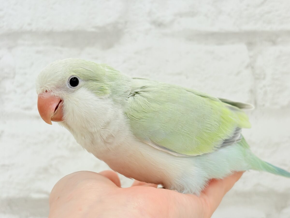 オキナインコ