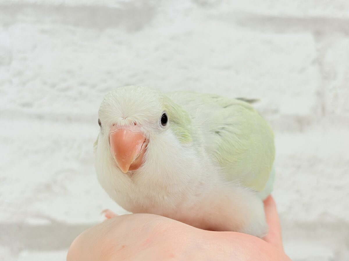 オキナインコ