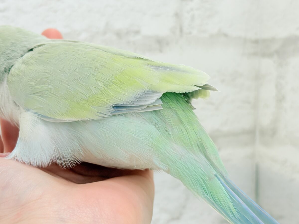【最新画像更新🪄】淡い淡い禁断の果実🐣🍏オキナインコ(アクアブルーパリドイノ) ヒナ オキナインコ
