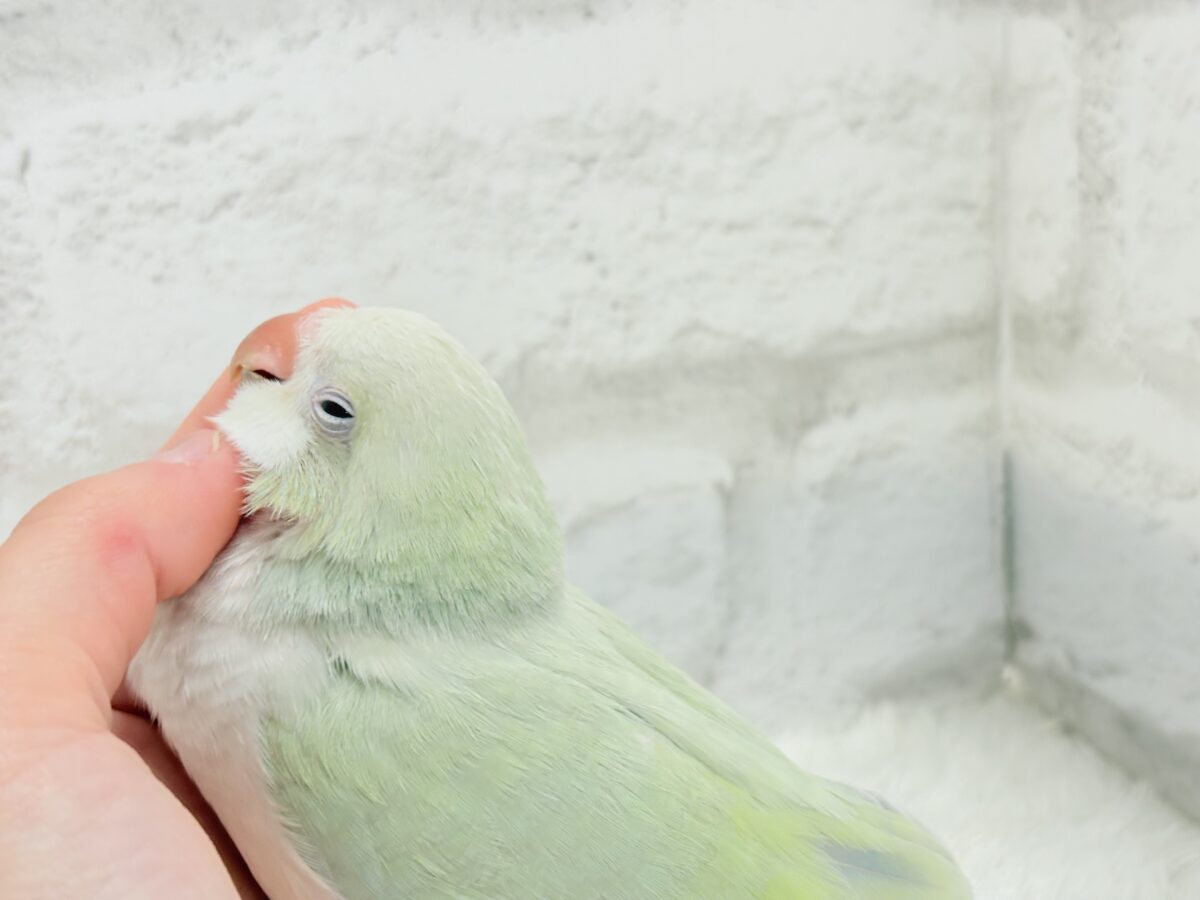 オキナインコ