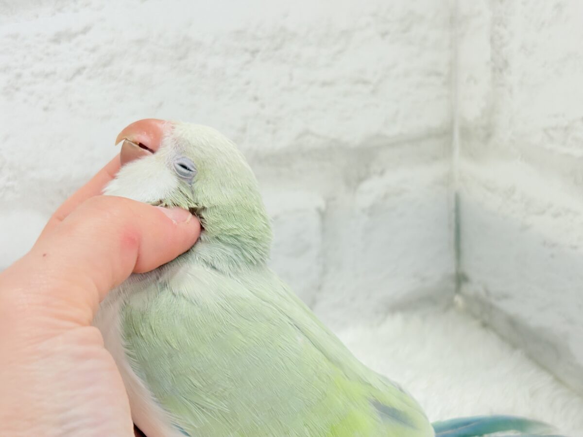 オキナインコ