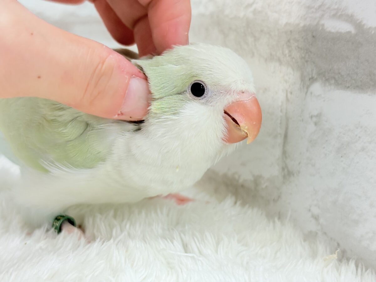 オキナインコ