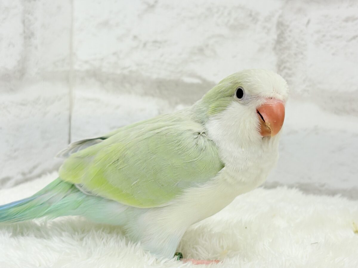 オキナインコ