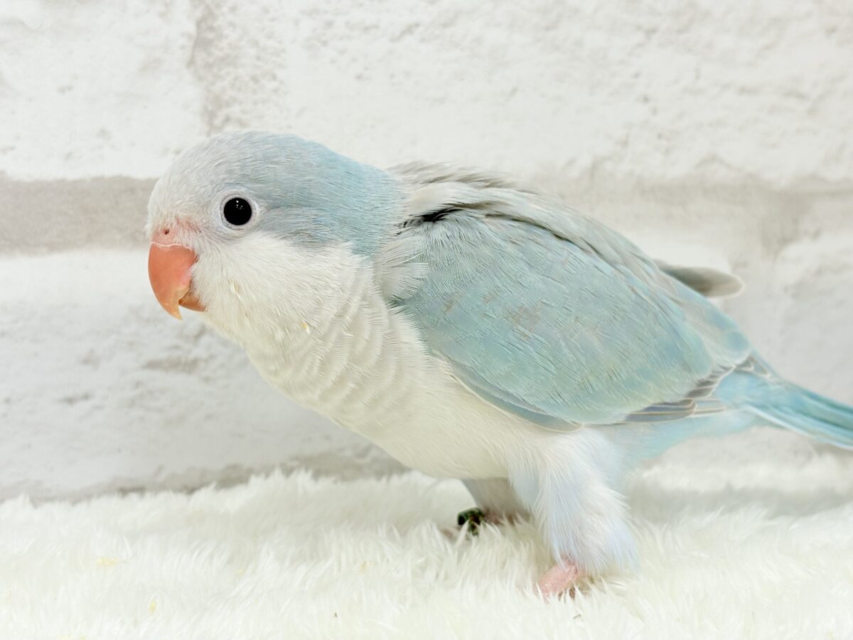 オキナインコ