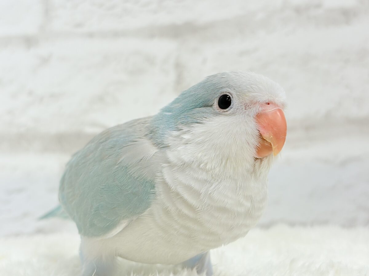 オキナインコ