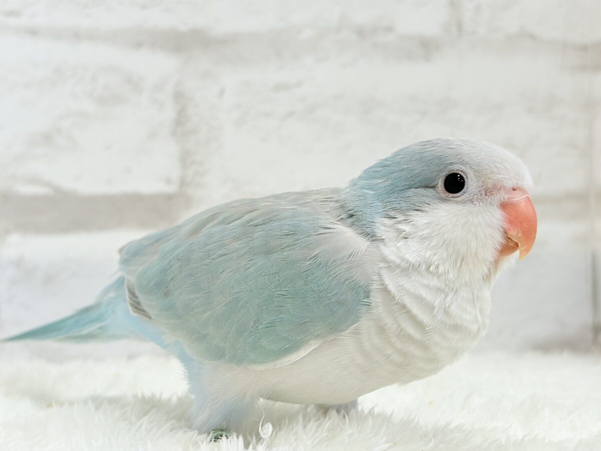 オキナインコ