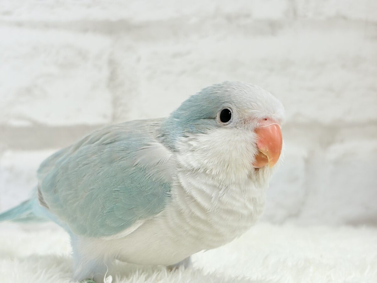 【最新画像・動画更新🪄もうすぐひとり餌☆】おめめがキレイ✨澄んだ瞳が魅力的🐣🫧オキナインコ(ブルーパリド) ヒナ オキナインコ