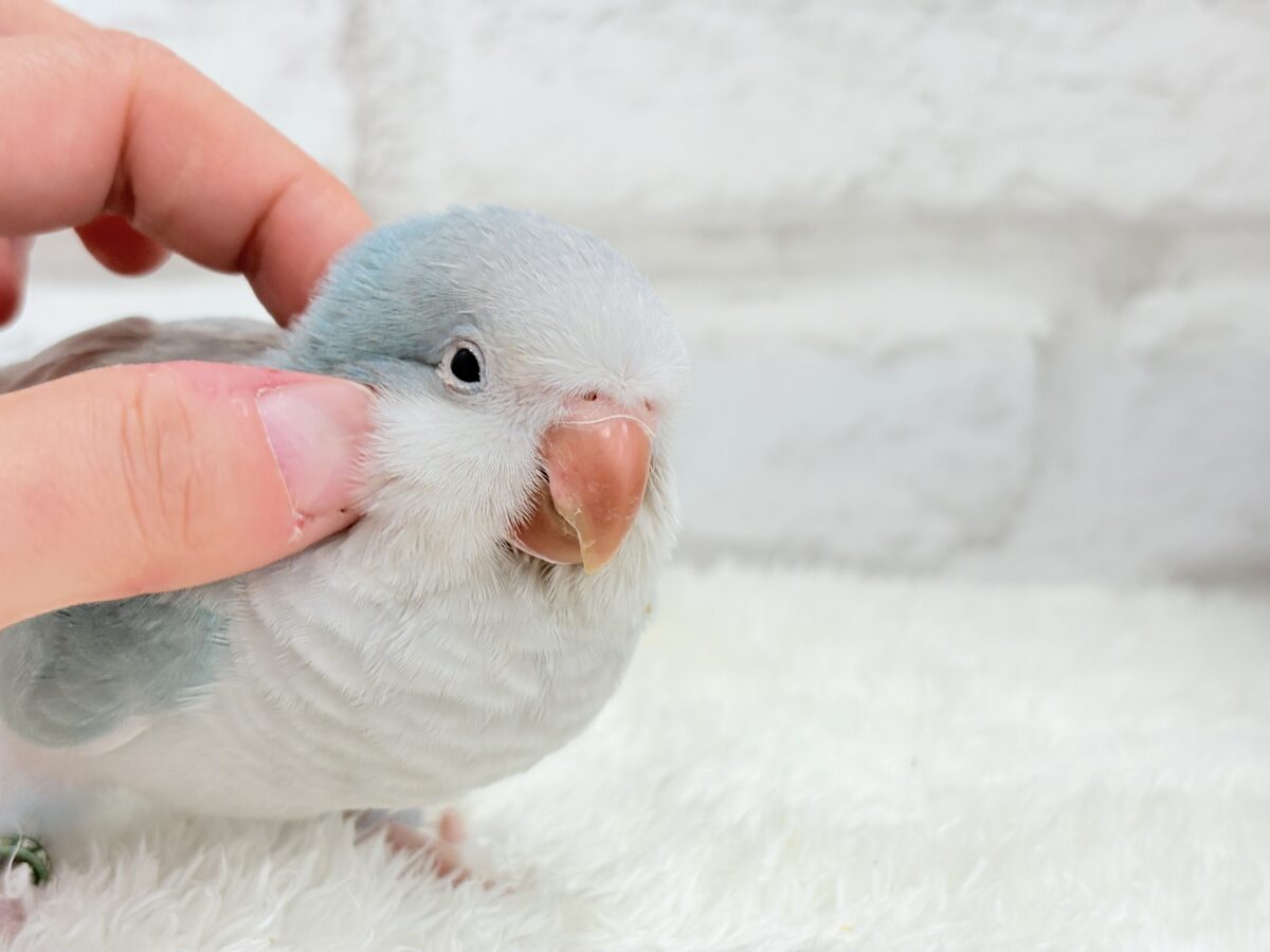 オキナインコ