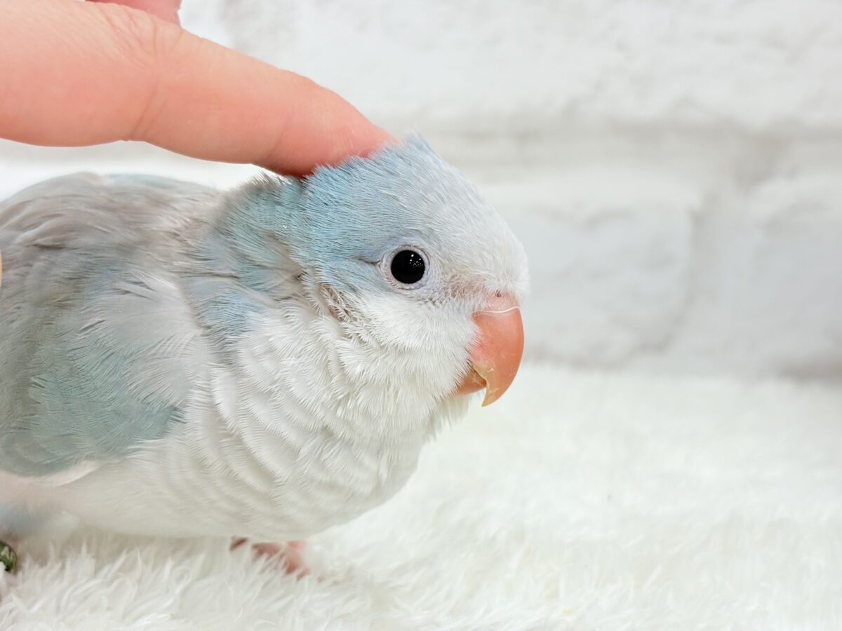 【最新画像・動画更新🪄もうすぐひとり餌☆】おめめがキレイ✨澄んだ瞳が魅力的🐣🫧オキナインコ(ブルーパリド) ヒナ オキナインコ