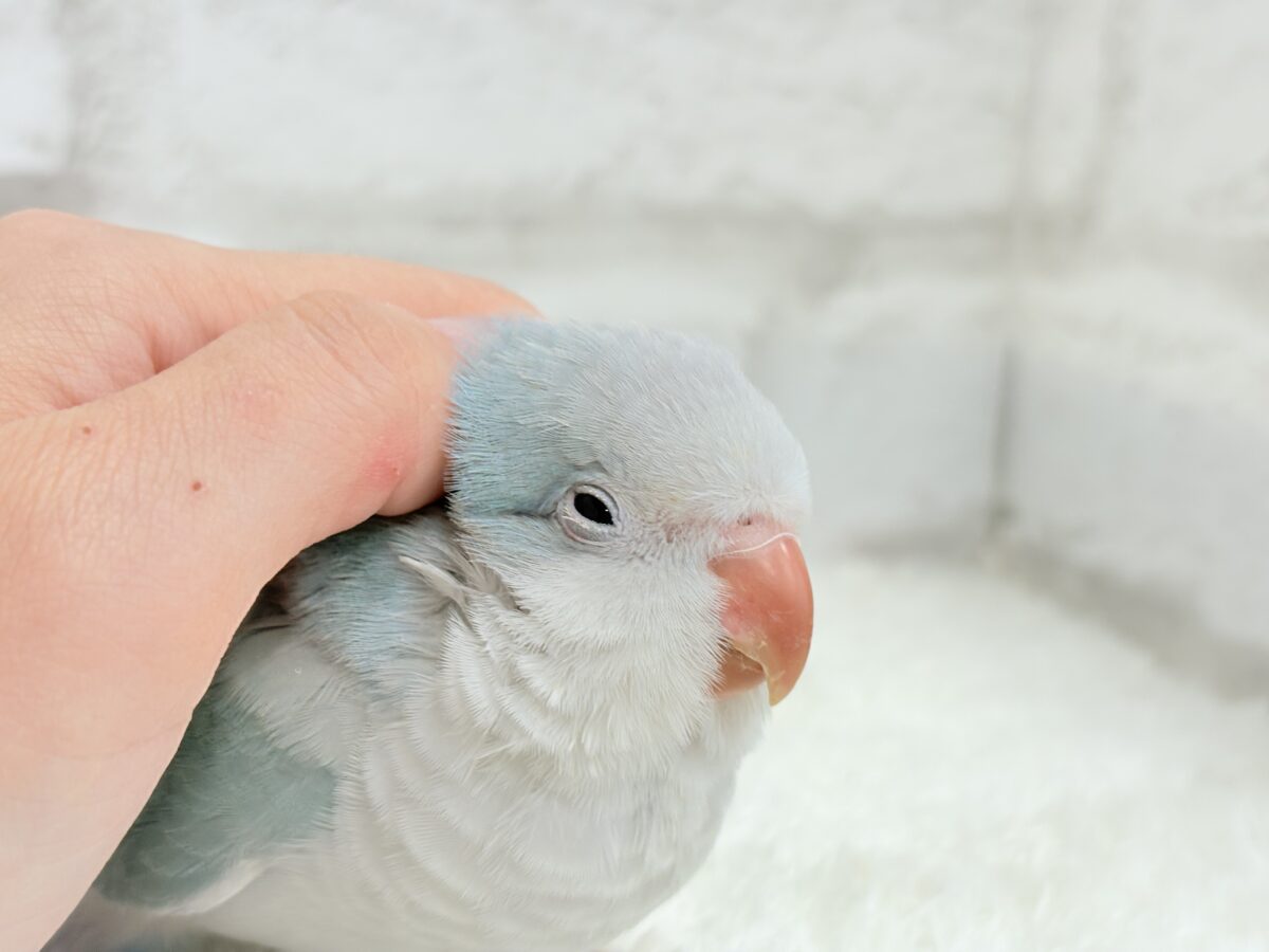 オキナインコ