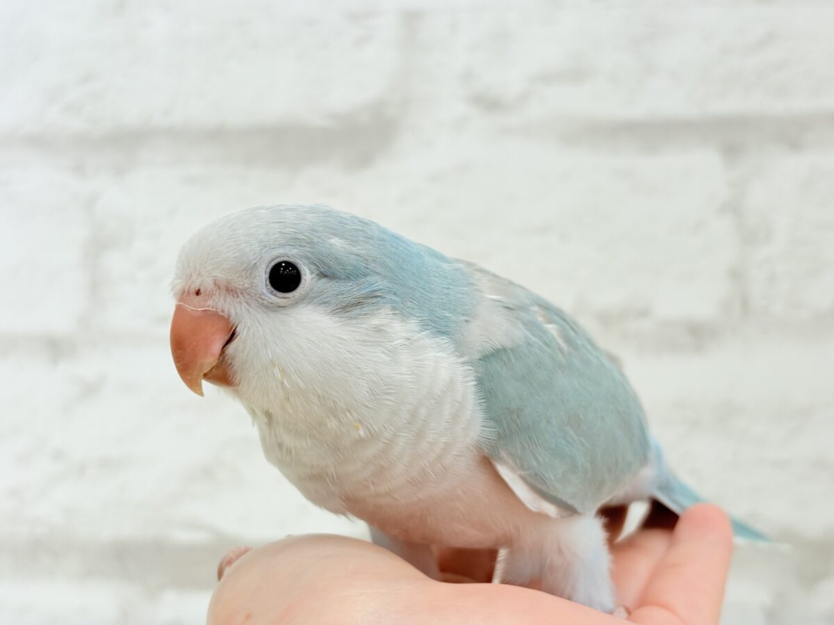 オキナインコ