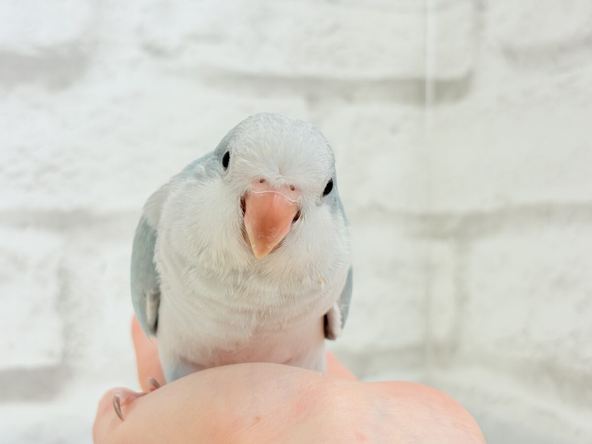 オキナインコ