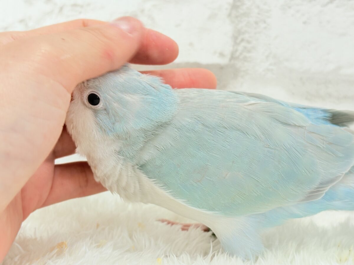 オキナインコ