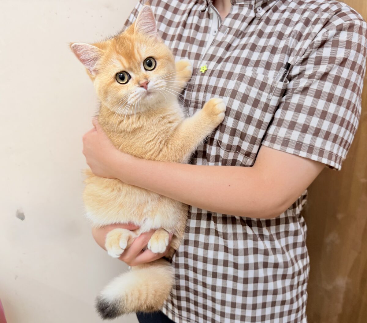 ブリティッシュショートヘアー(ブラックゴールデンシェーデッド)男の子♫珍カラーのまん丸ブリにゃんがやって来た! ブリティッシュショートヘア