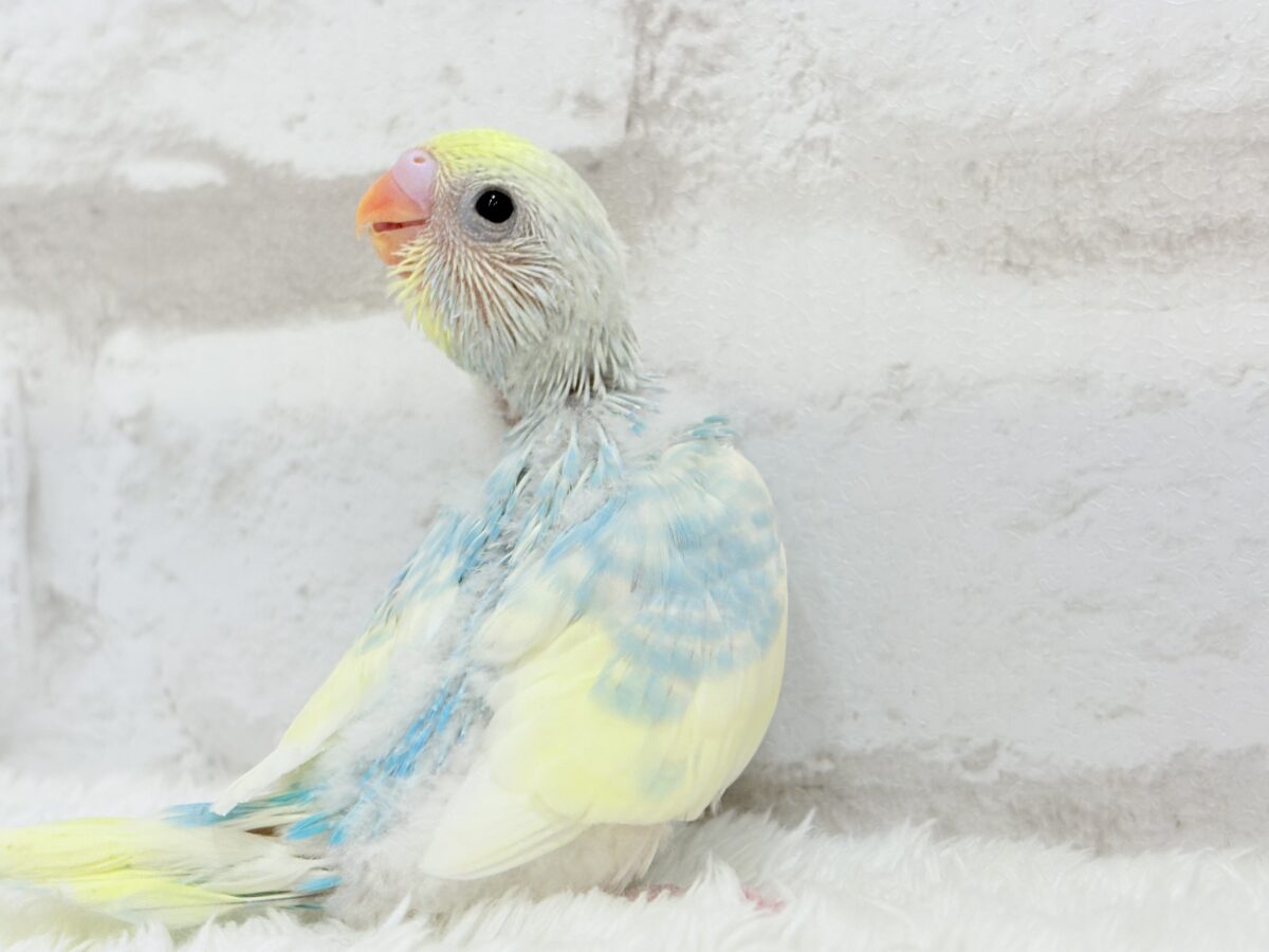 セキセイインコ
