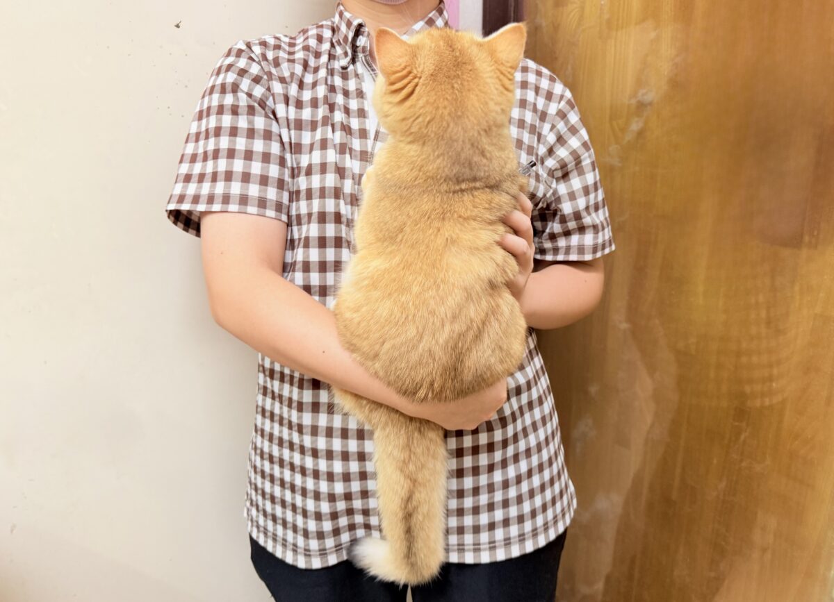 ブリティッシュショートヘアー(ブラックゴールデンシェーデッド)男の子♫珍カラーのまん丸ブリにゃんがやって来た! ブリティッシュショートヘア