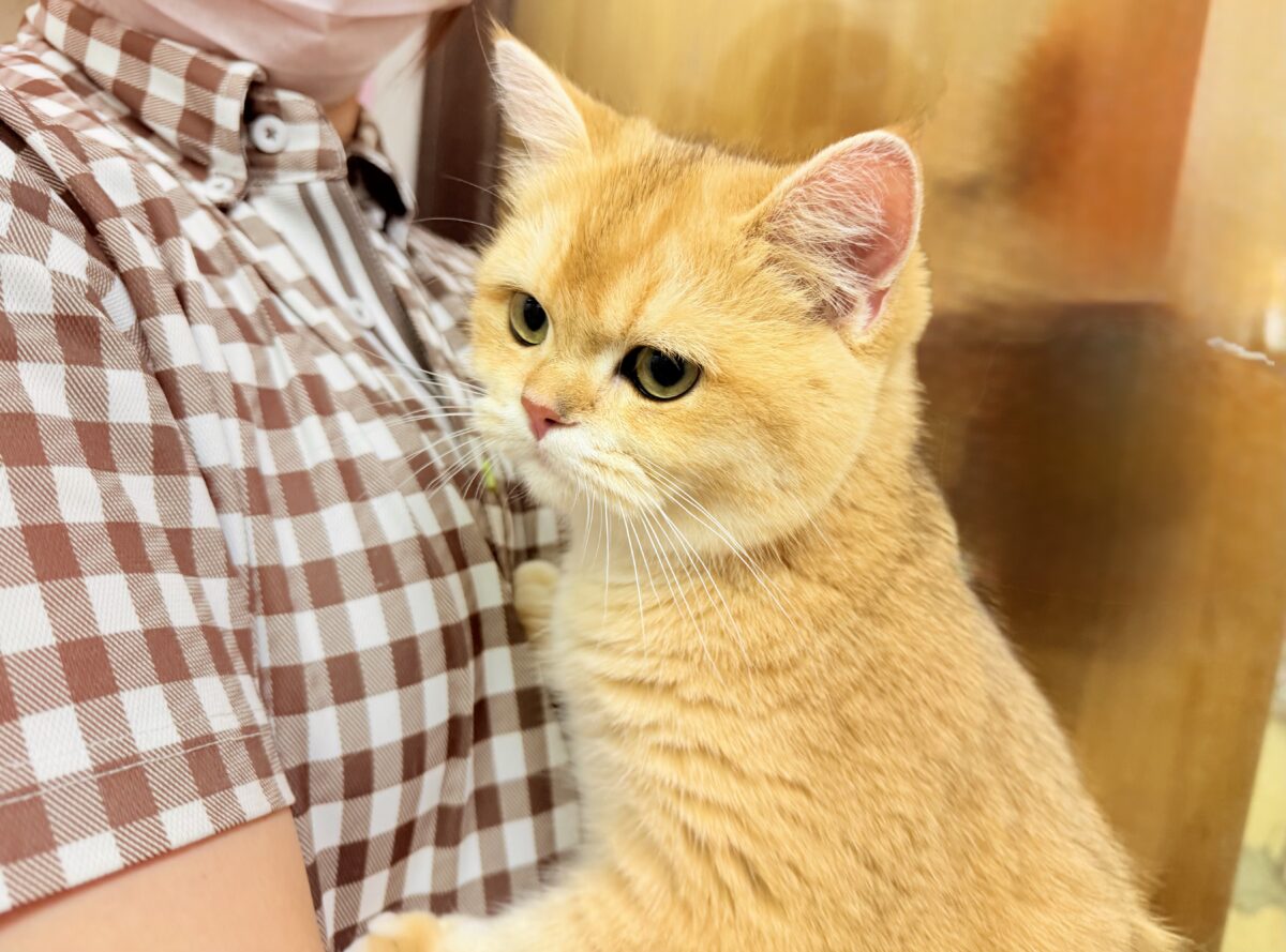 ブリティッシュショートヘアー(ブラックゴールデンシェーデッド)男の子♫珍カラーのまん丸ブリにゃんがやって来た! ブリティッシュショートヘア