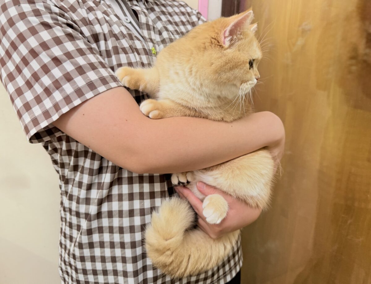 ブリティッシュショートヘアー(ブラックゴールデンシェーデッド)男の子♫珍カラーのまん丸ブリにゃんがやって来た! ブリティッシュショートヘア