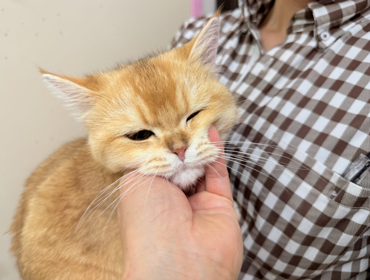 ブリティッシュショートヘアー(ブラックゴールデンシェーデッド)男の子♫珍カラーのまん丸ブリにゃんがやって来た! ブリティッシュショートヘア