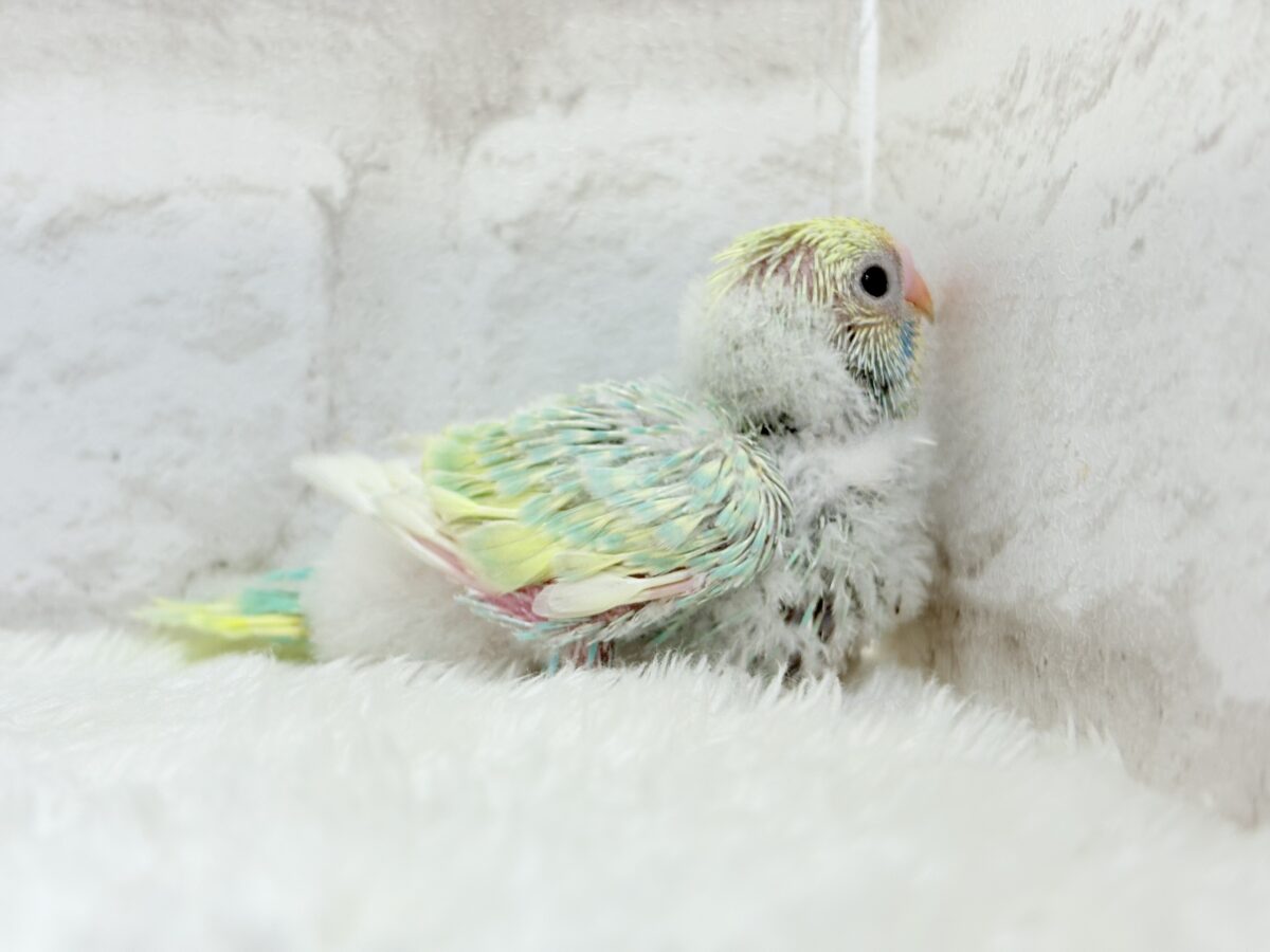 セキセイインコ