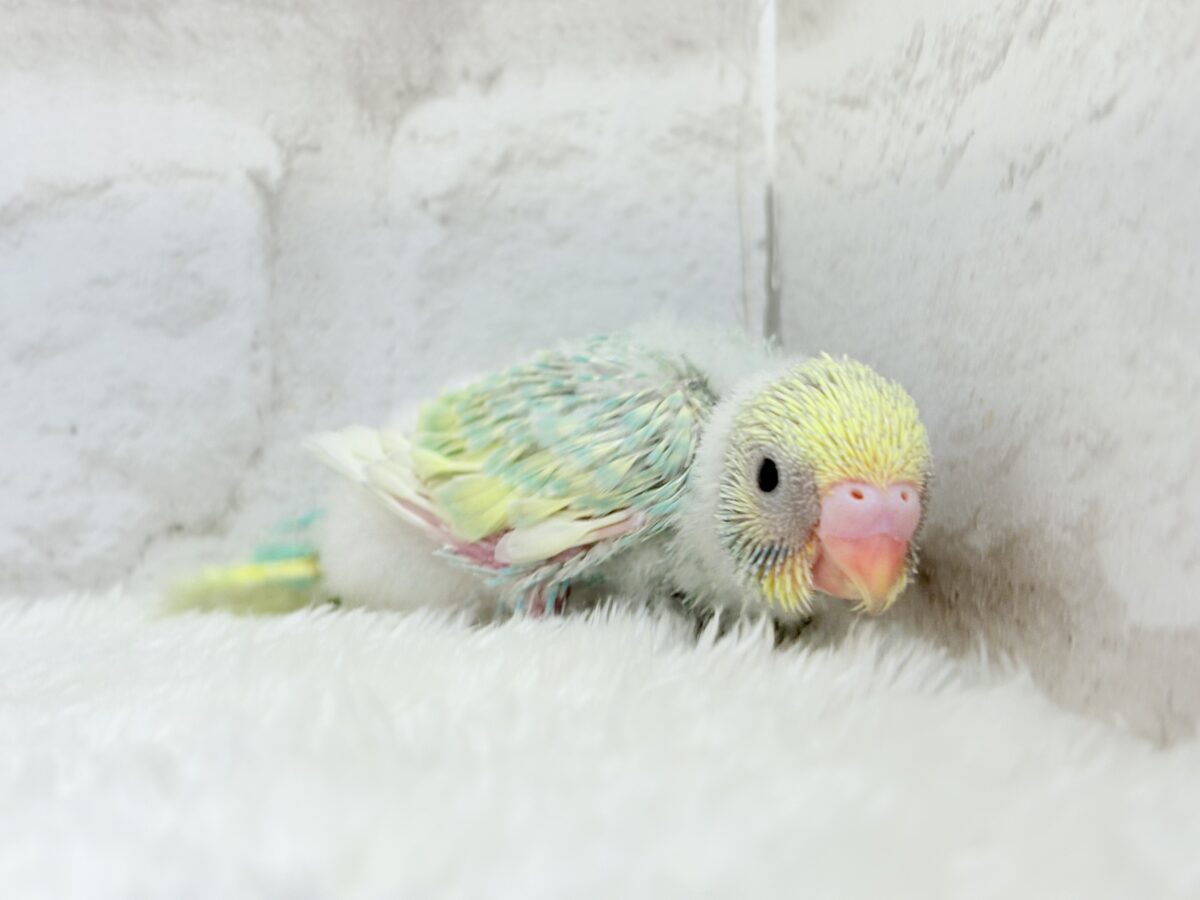 セキセイインコ