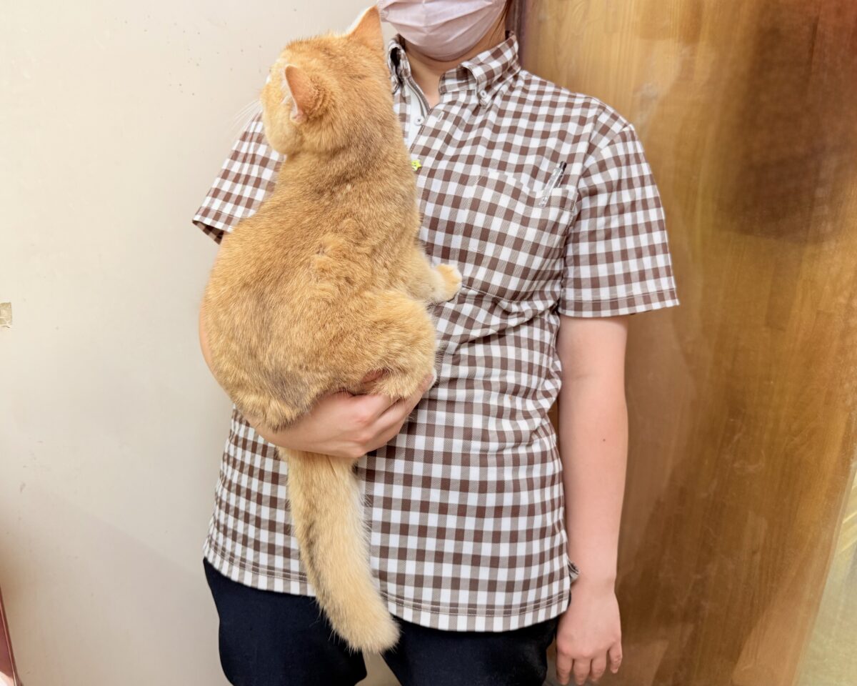 ブリティッシュショートヘアー(ブラックゴールデンシェーデッド)男の子♫珍カラーのまん丸ブリにゃんがやって来た! ブリティッシュショートヘア