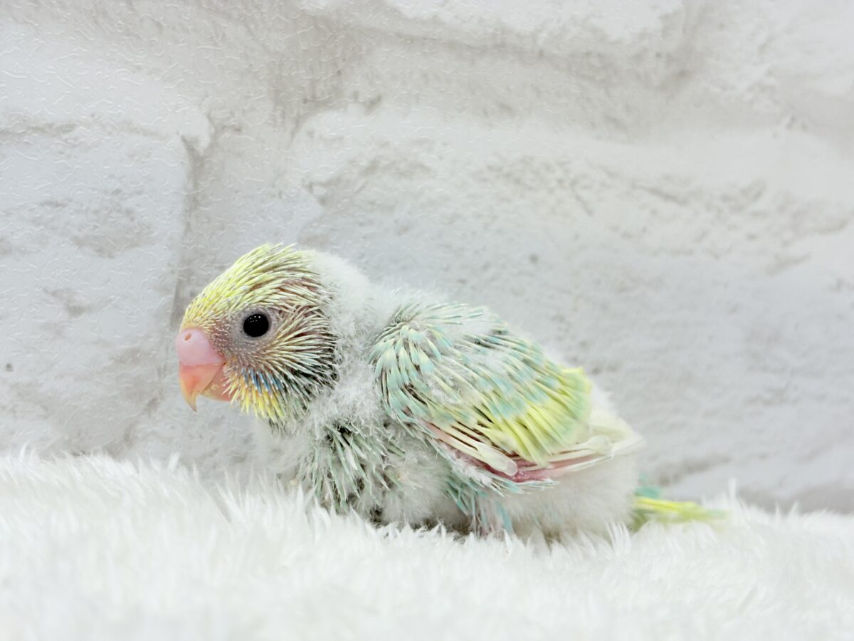 セキセイインコ
