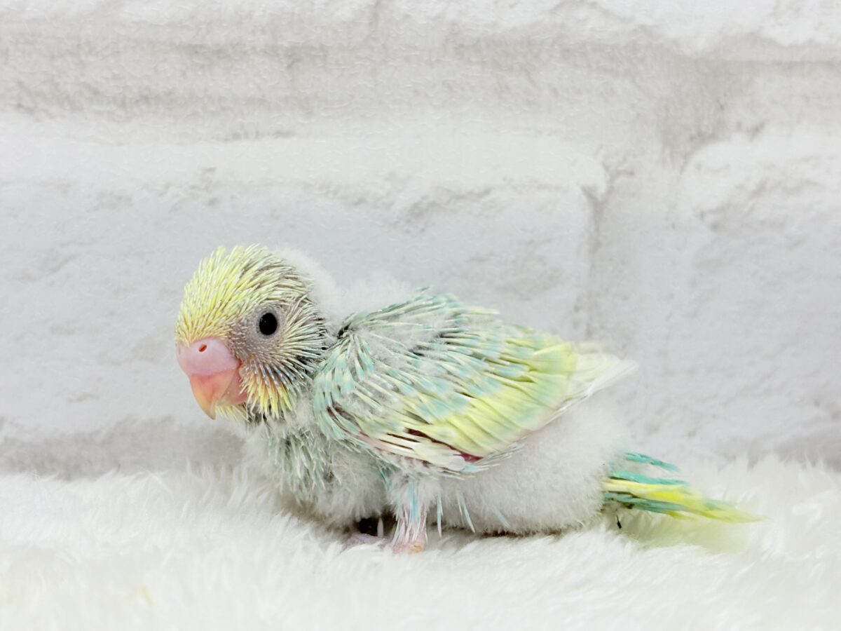 セキセイインコ