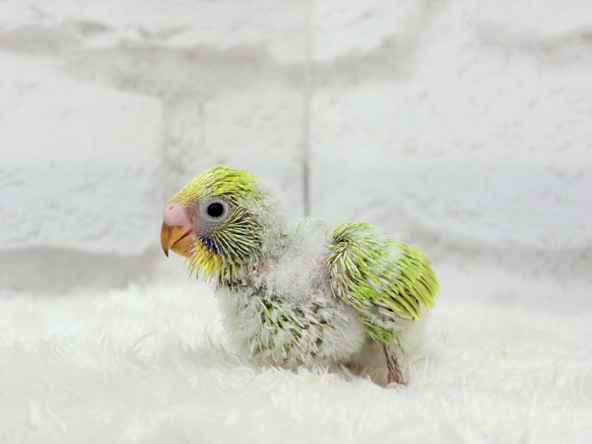 セキセイインコ