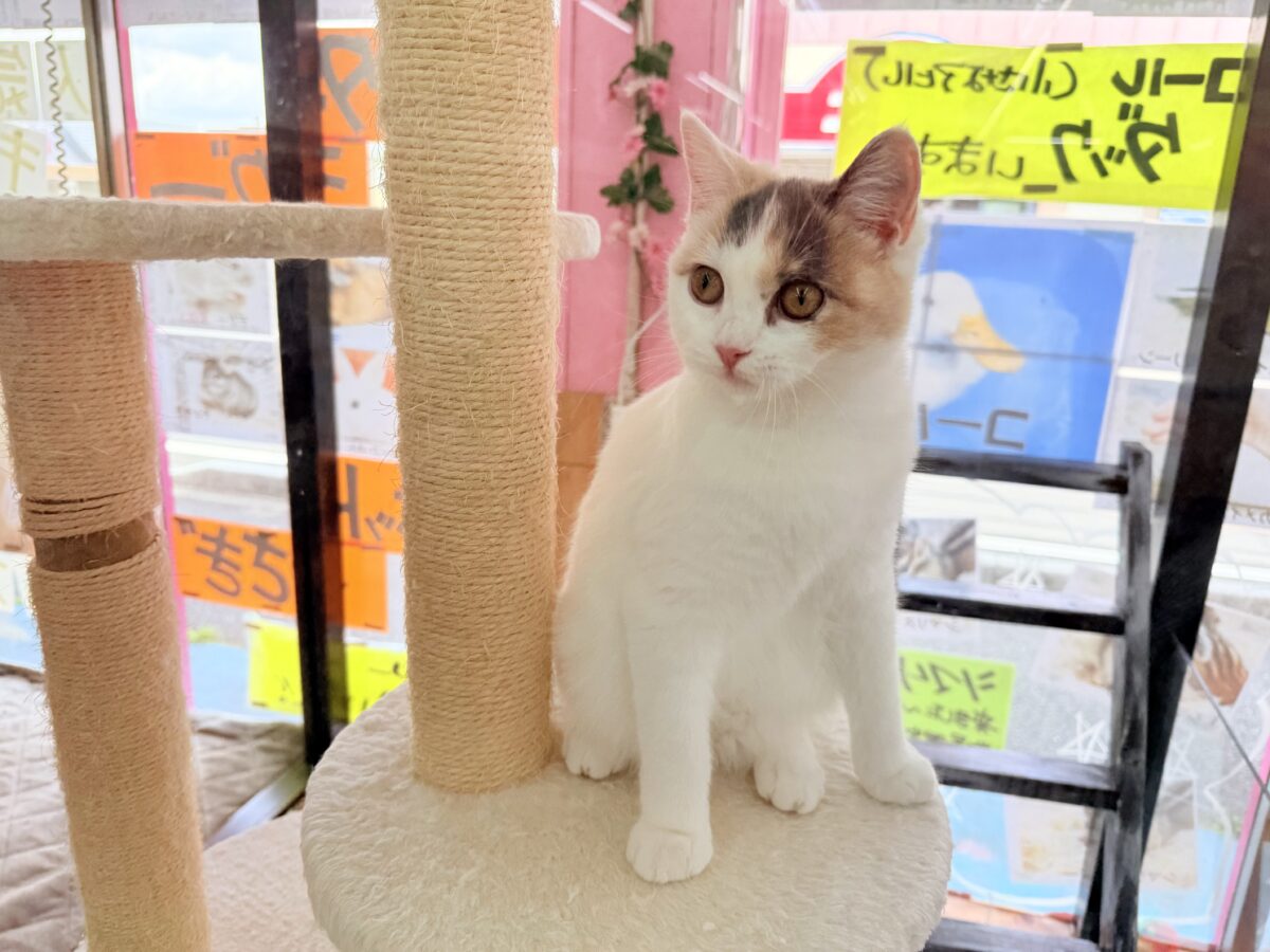 最新画像📸スコティッシュフォールド(ダイリュートキャリコ)女の子♪お気に入りはキャットタワーの1番上! スコティッシュフォールド