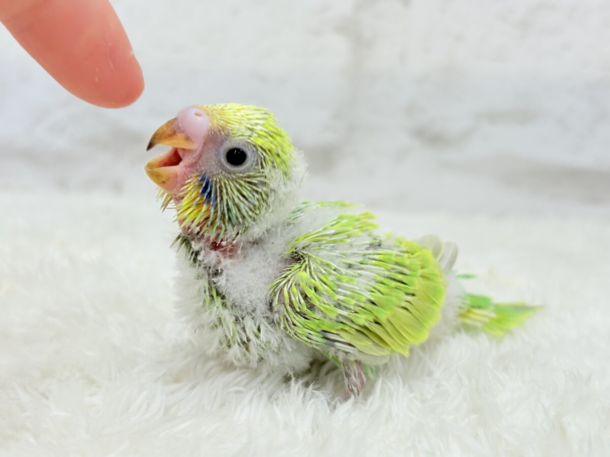 セキセイインコ