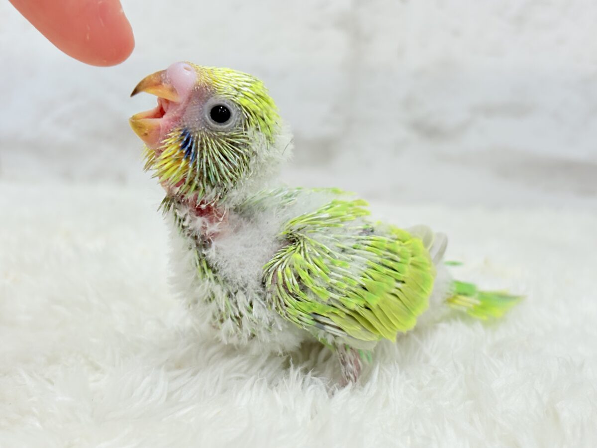 セキセイインコ
