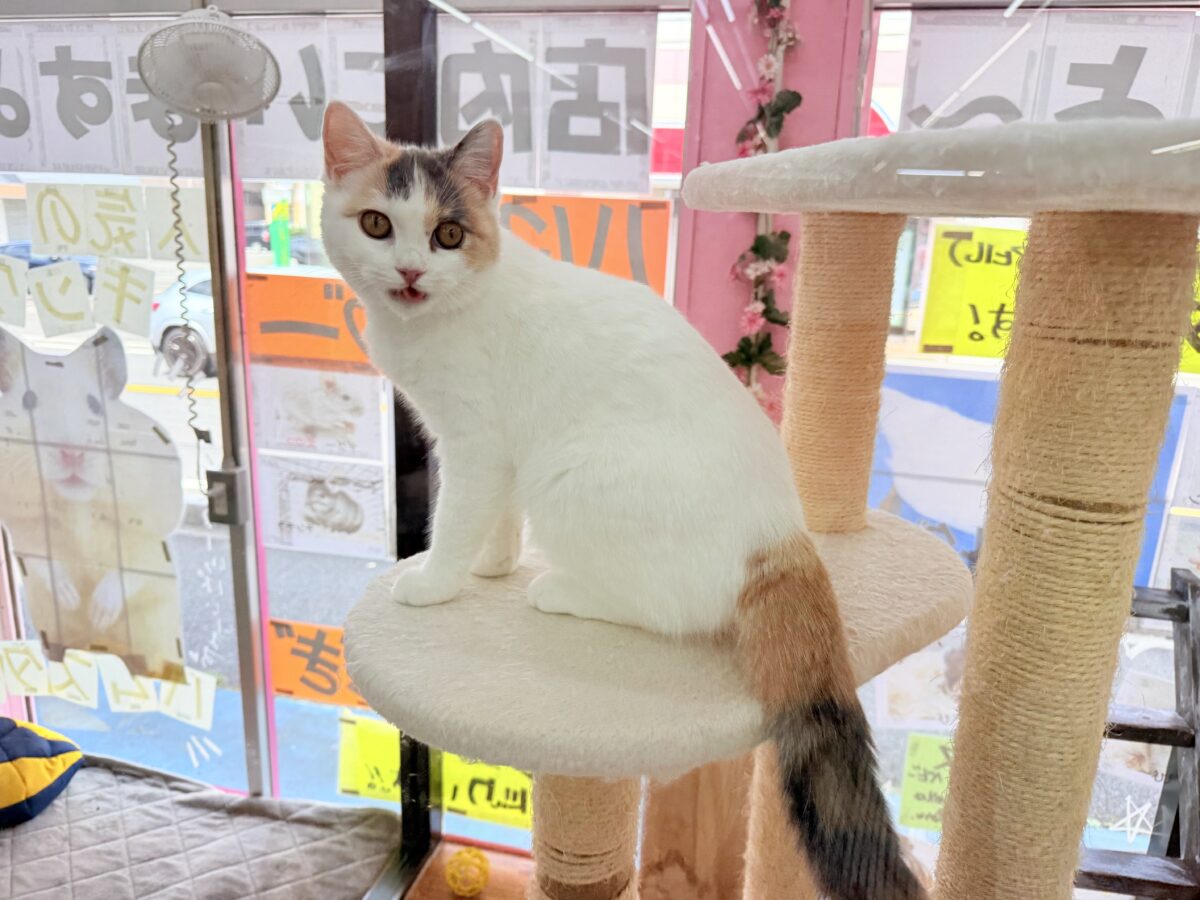 最新画像📸スコティッシュフォールド(ダイリュートキャリコ)女の子♪お気に入りはキャットタワーの1番上! スコティッシュフォールド