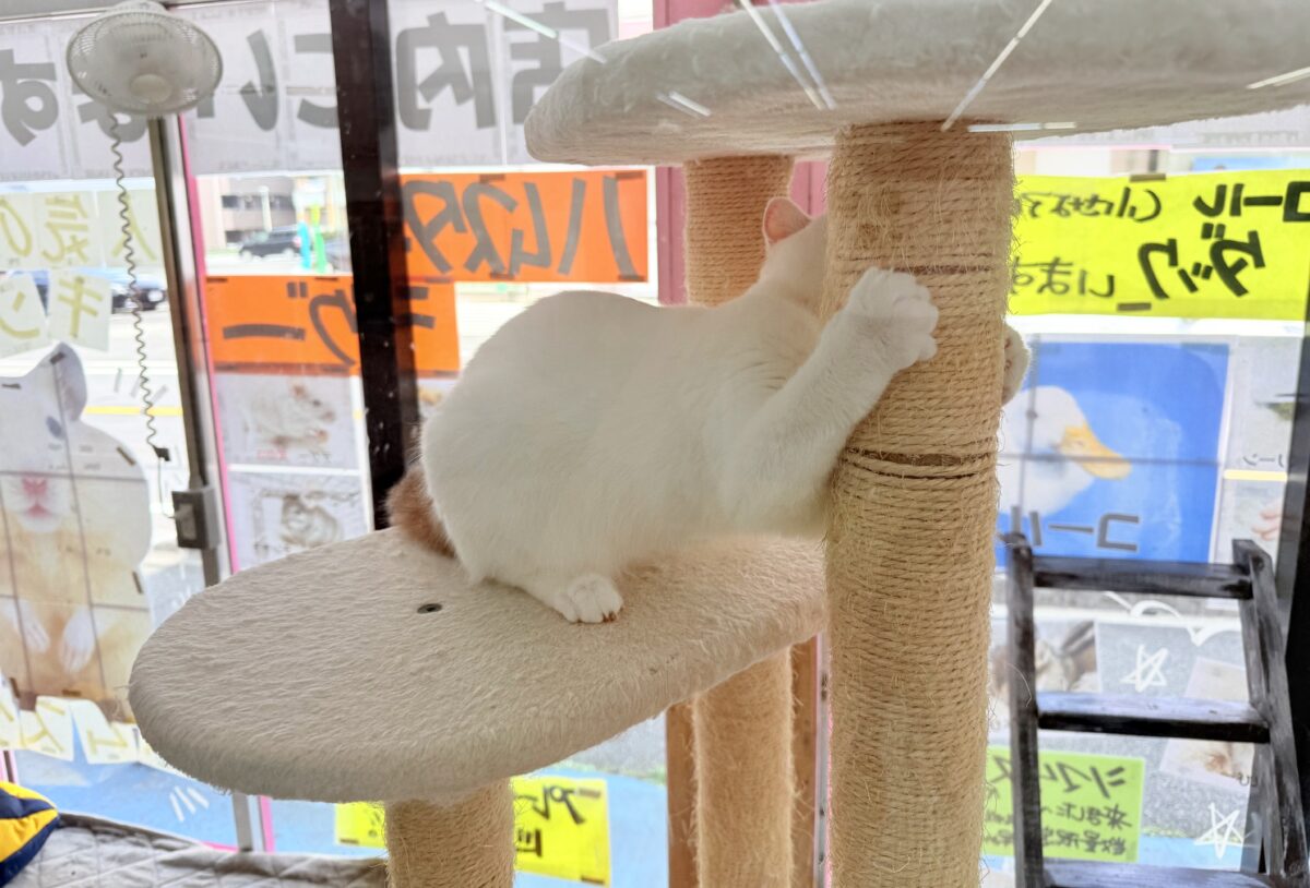 最新画像📸スコティッシュフォールド(ダイリュートキャリコ)女の子♪お気に入りはキャットタワーの1番上! スコティッシュフォールド