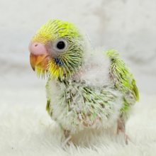 背中の模様がみんなと違う…🐣💚セキセイインコ(スパングル) ヒナ